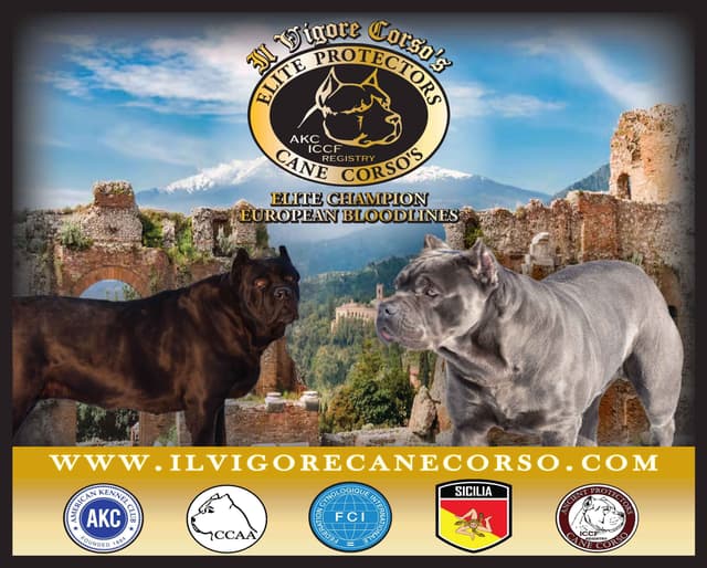 Huge Cane Corso pups media 8