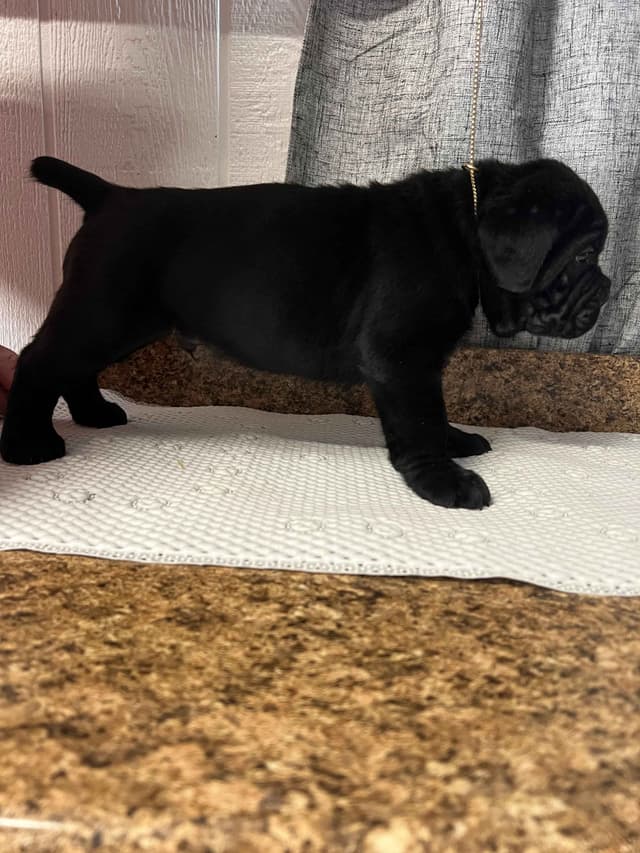 Huge Cane Corso pups media 13
