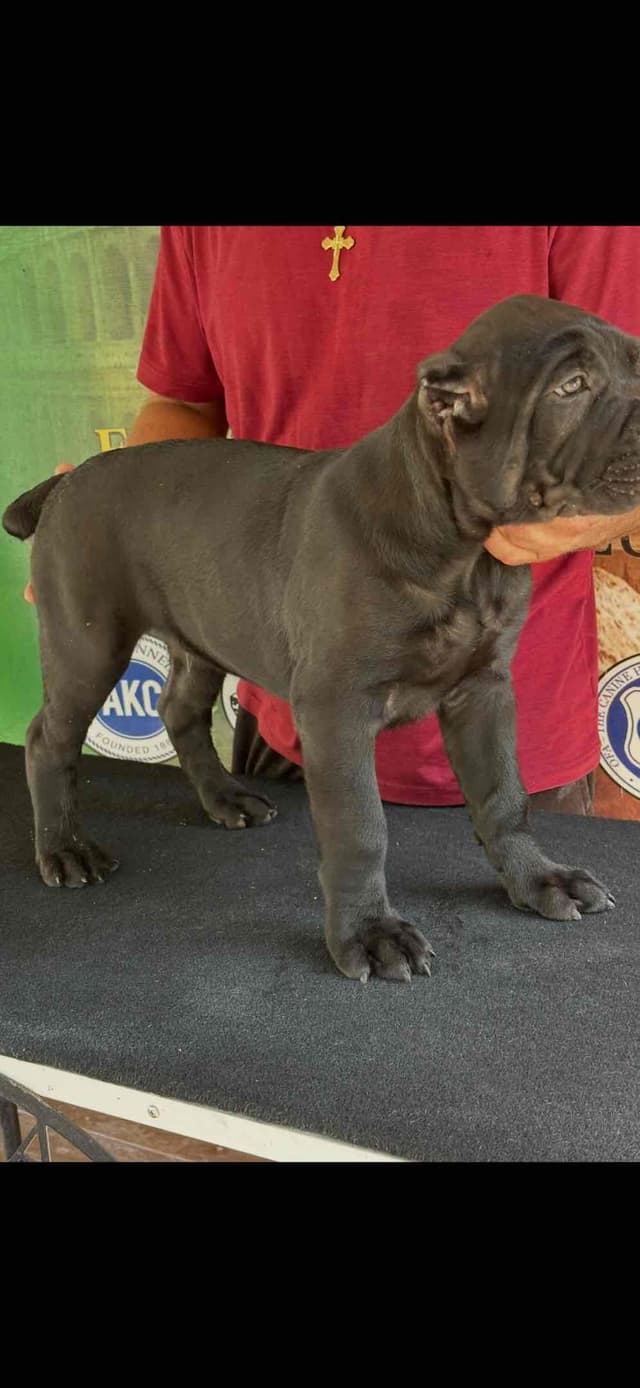 Huge Cane Corso pups media 6