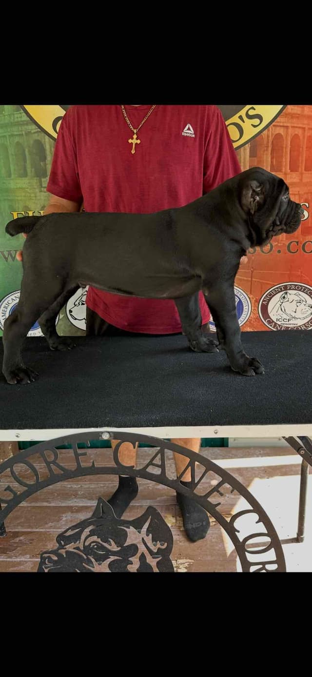 Huge Cane Corso pups media 3