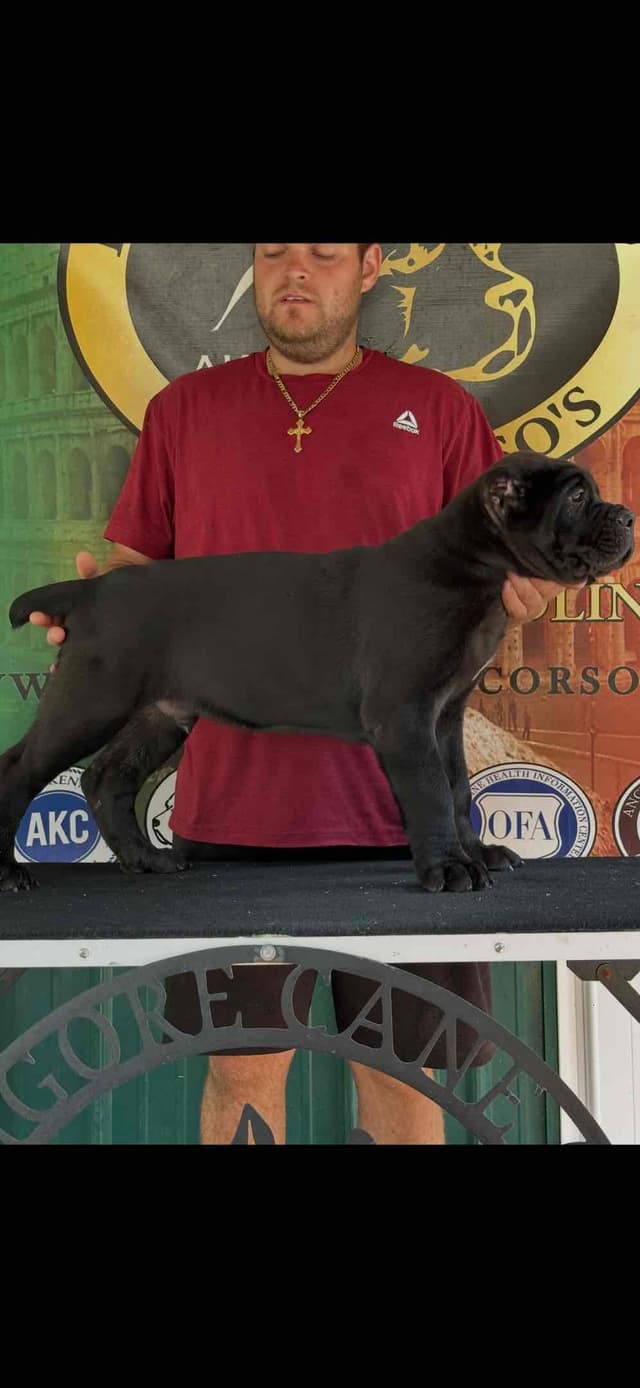 Huge Cane Corso pups media 5