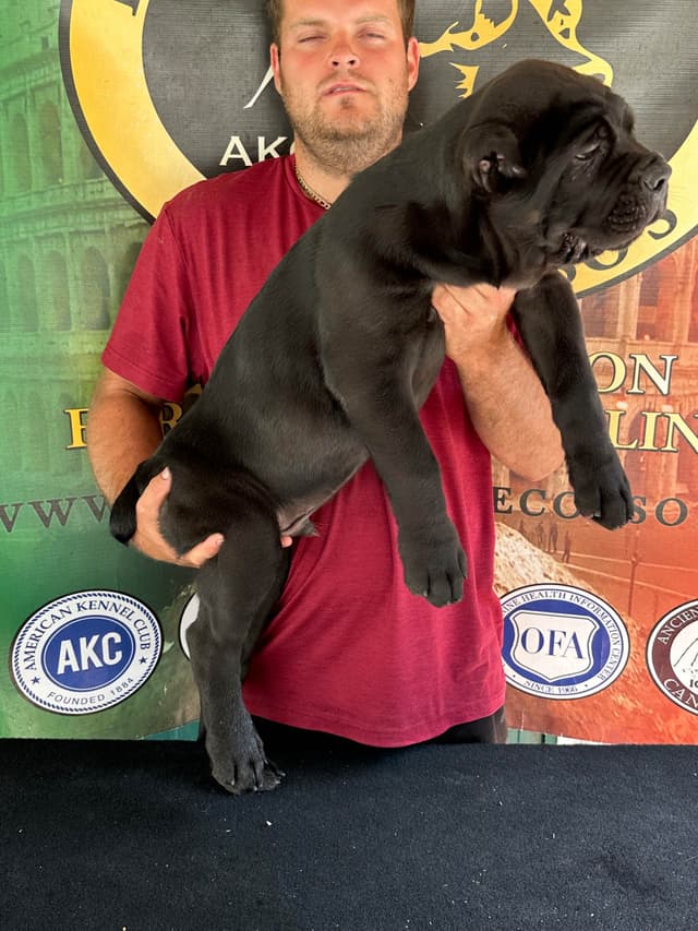 Huge Cane Corso pups media 10