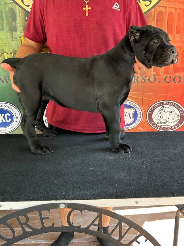 Huge Cane Corso pups media 11