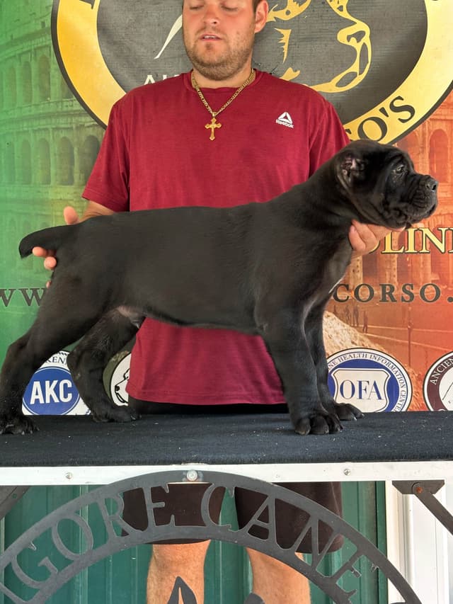 Huge Cane Corso pups media 12