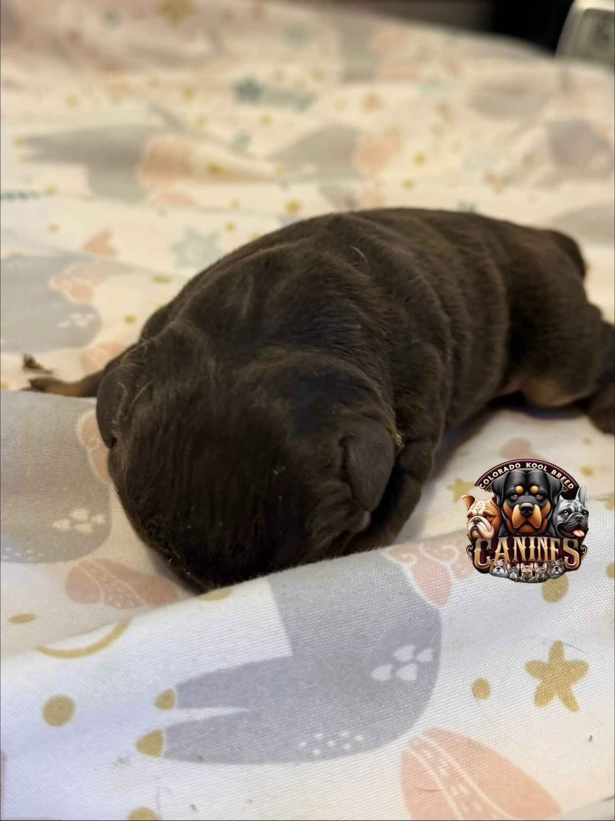 Bulldog Puppies breeder image 3