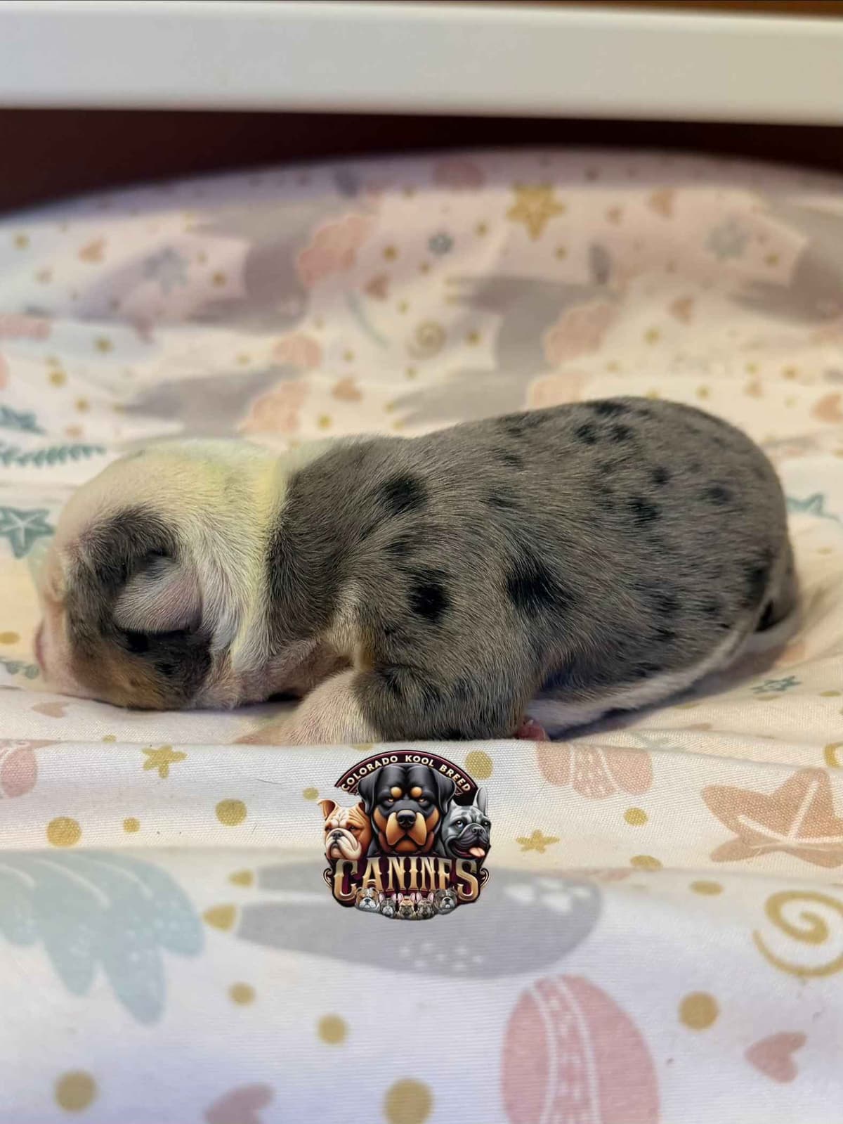 Bulldog Puppies breeder image 2