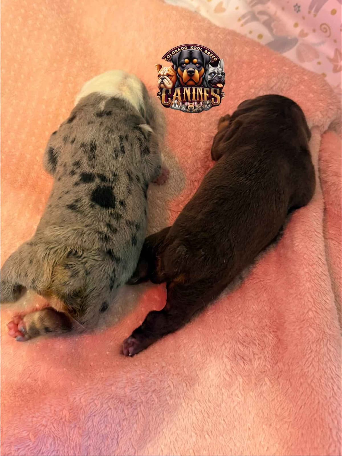 Bulldog Puppies breeder image 4