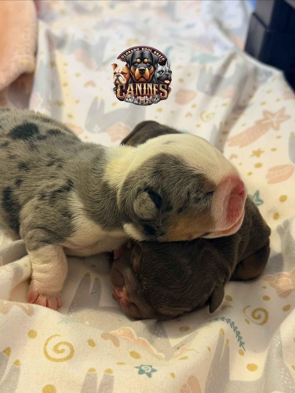 Bulldog Puppies breeder image 5