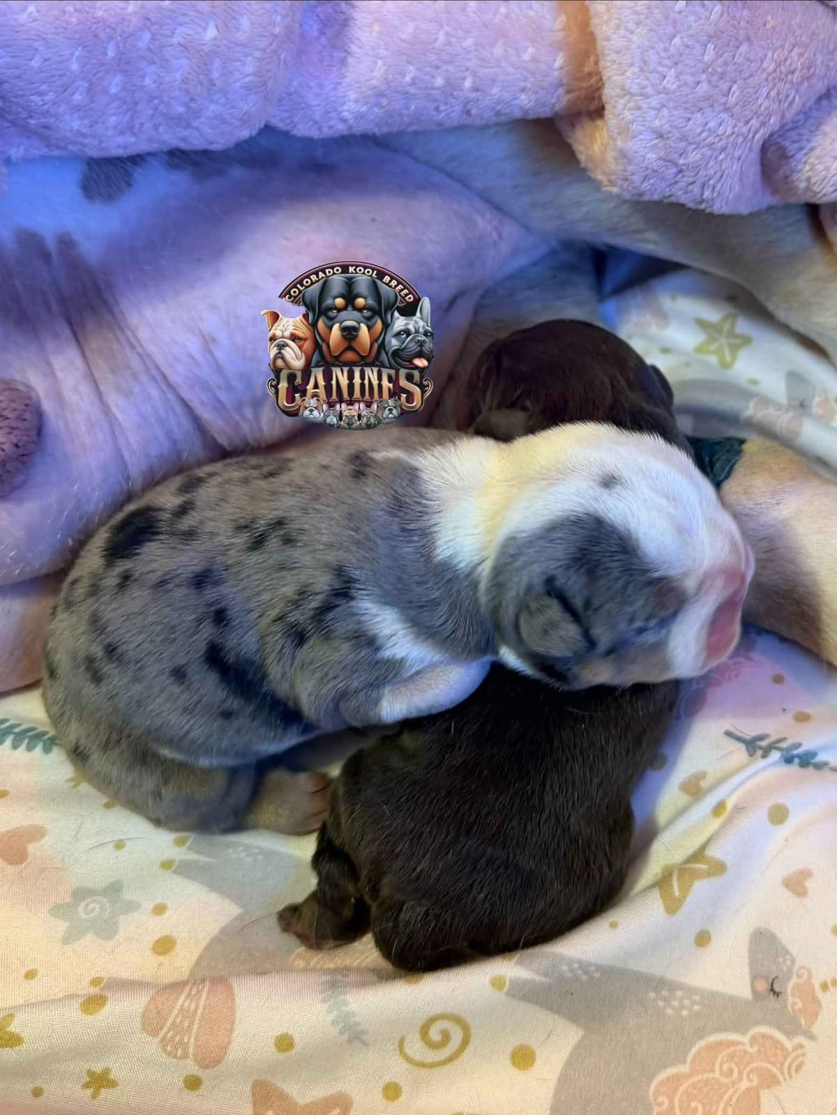Bulldog Puppies breeder image 6