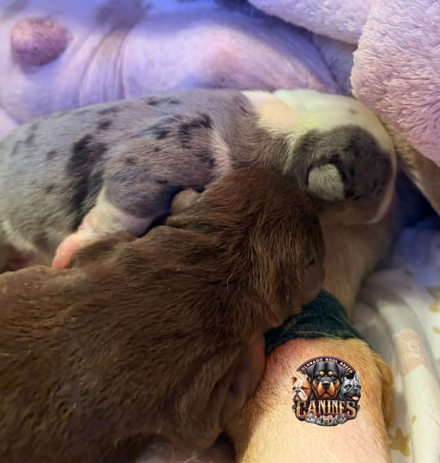 Bulldog Puppies media 6