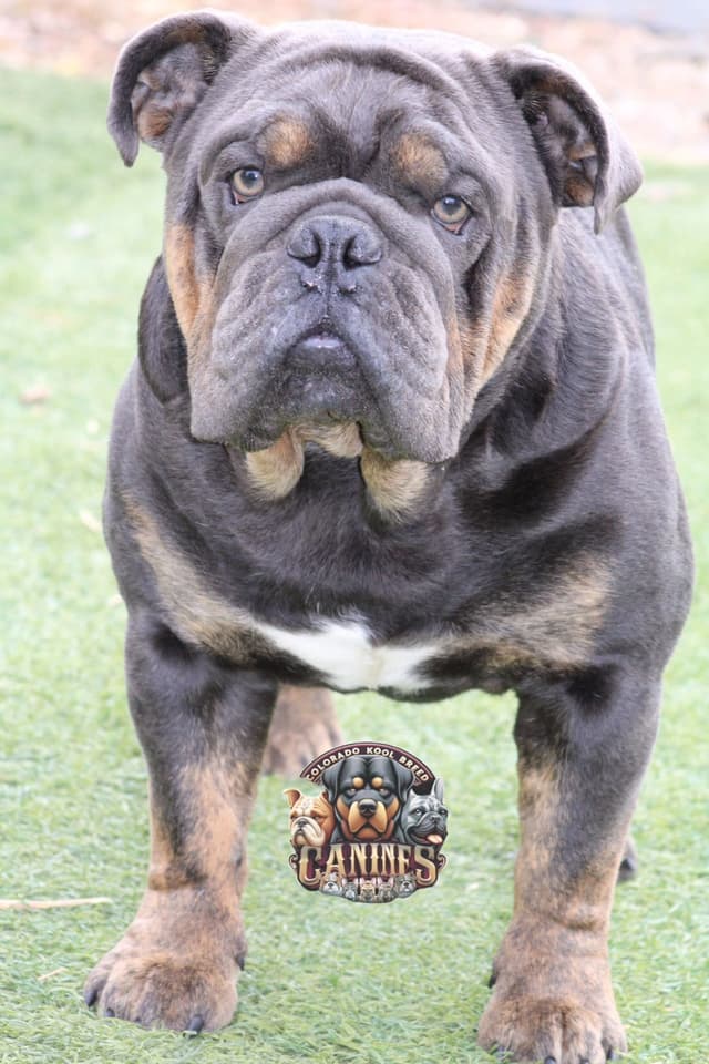 Bulldog Puppies media 7
