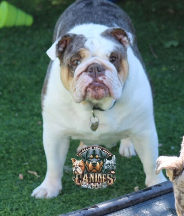 Bulldog Puppies media 8