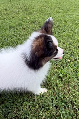 Female Puppy Available thumbnail 2