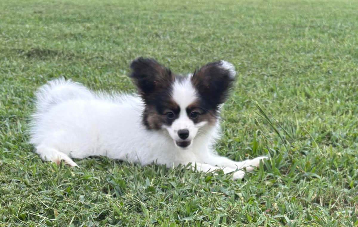 Female Puppy Available photo 3