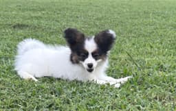 Female Puppy Available thumbnail 3