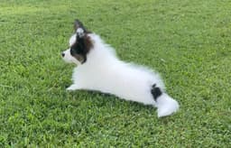 Female Puppy Available thumbnail 8