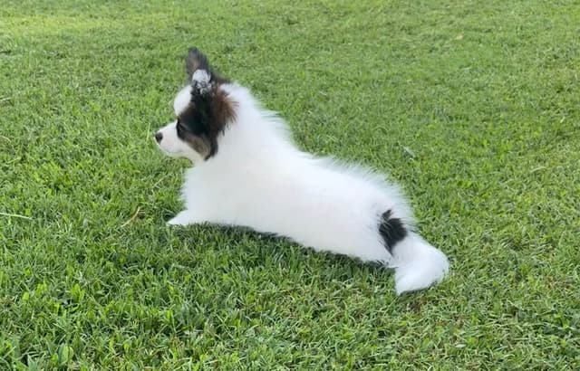 Female Puppy Available media 8