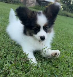 Female Puppy Available thumbnail 7