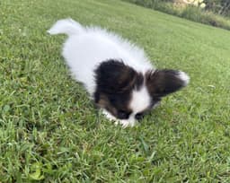 Female Puppy Available thumbnail 6