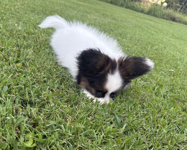 Female Puppy Available media 6