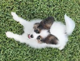 Female Puppy Available thumbnail 5