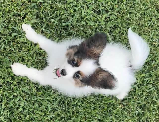 Female Puppy Available media 5