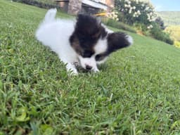 Female Puppy Available thumbnail 10
