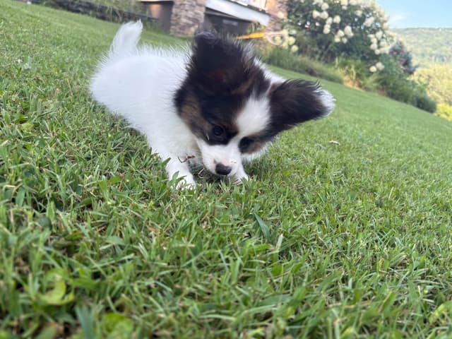 Female Puppy Available media 10