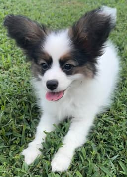 Female Puppy Available thumbnail 9