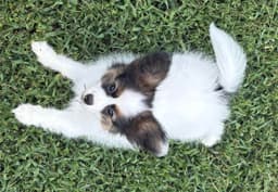 Female Puppy Available thumbnail 4