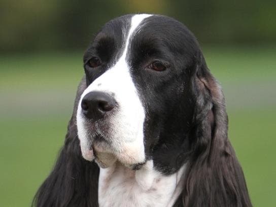 English Springer Spaniel Puppies breeder image 1