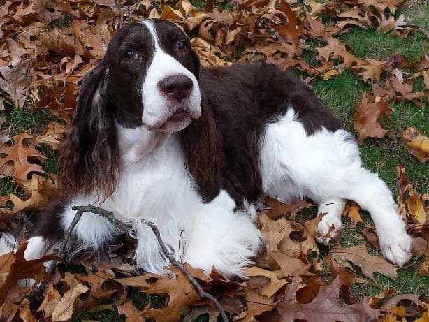 English Springer Spaniel Puppies breeder image 2