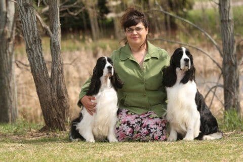 English Springer Spaniel Puppies breeder image 3