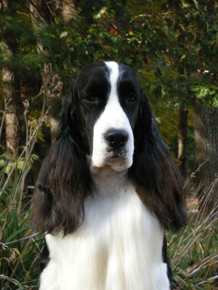 English Springer Spaniel Puppies breeder image 4