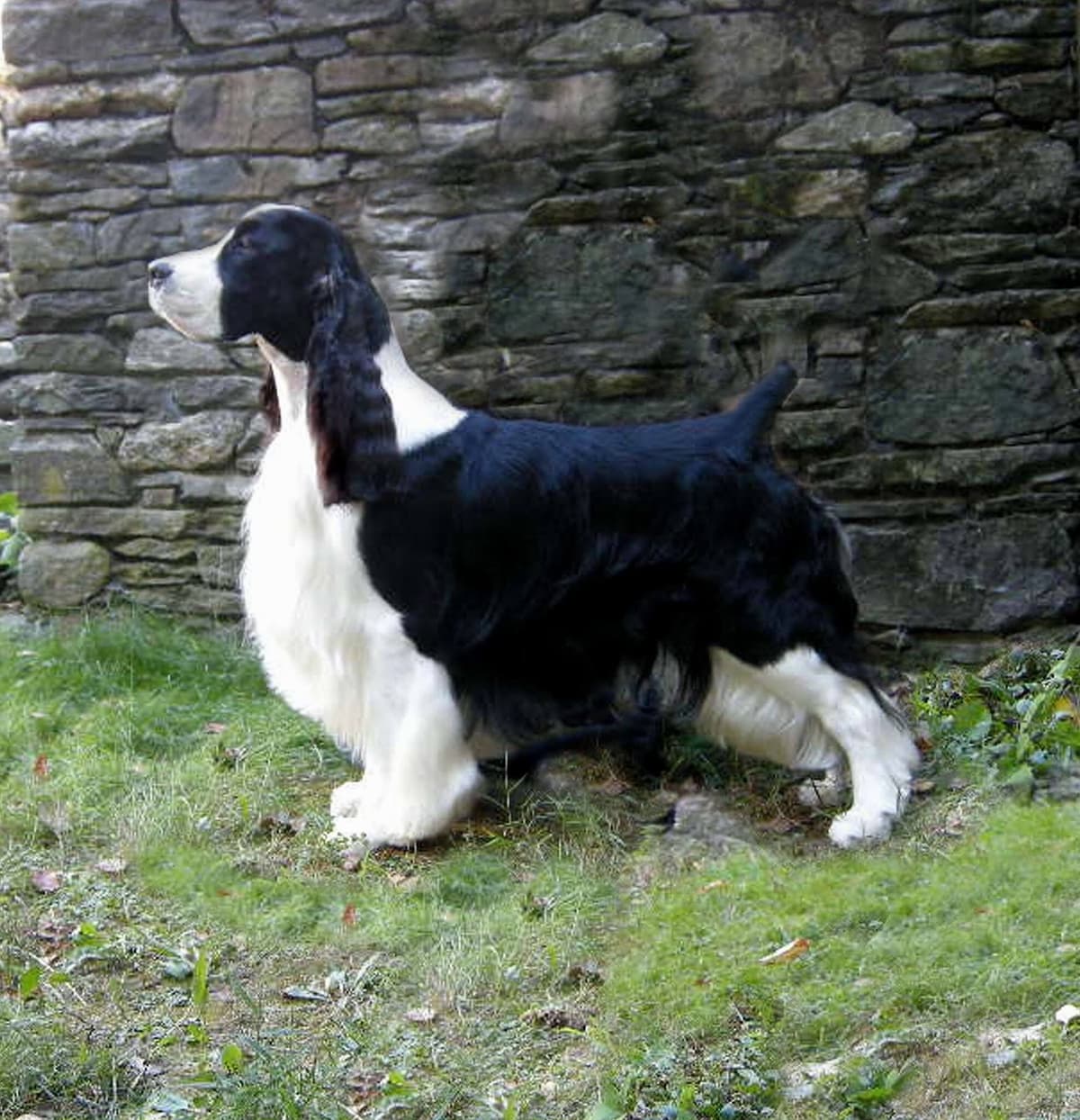 English Springer Spaniel Puppies breeder image 5