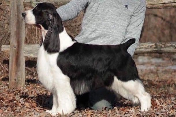 English Springer Spaniel Puppies breeder image 6