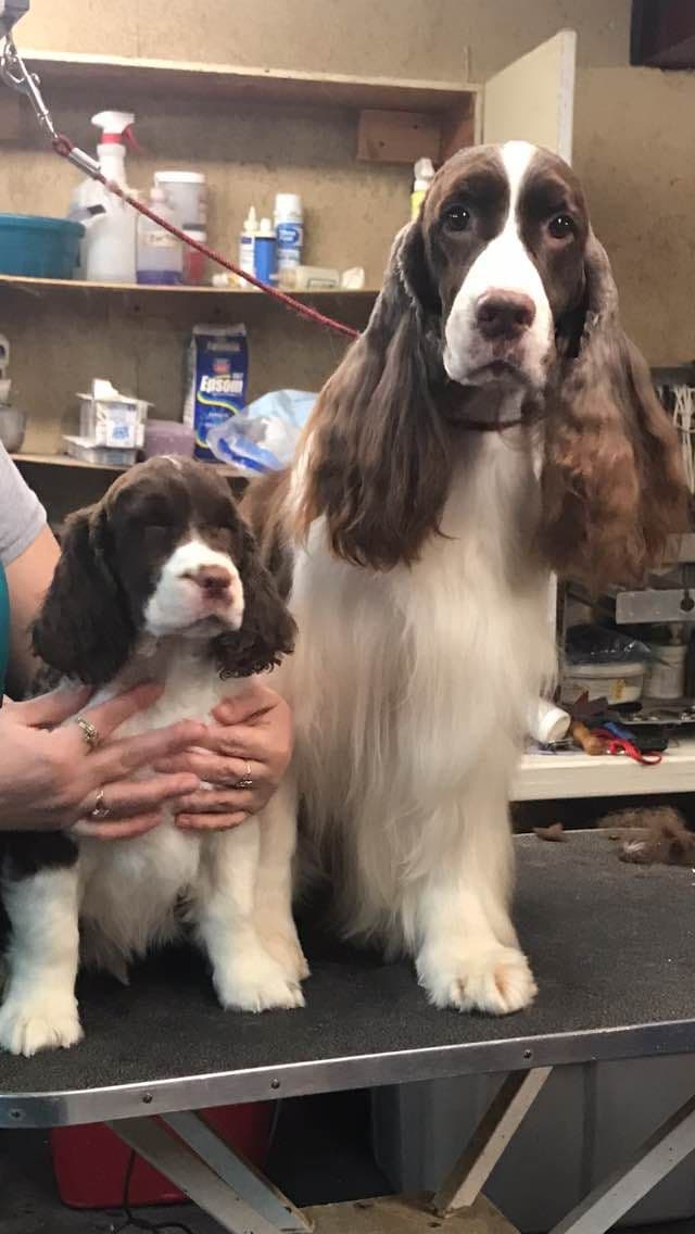 English Springer Spaniel Puppies breeder image 7