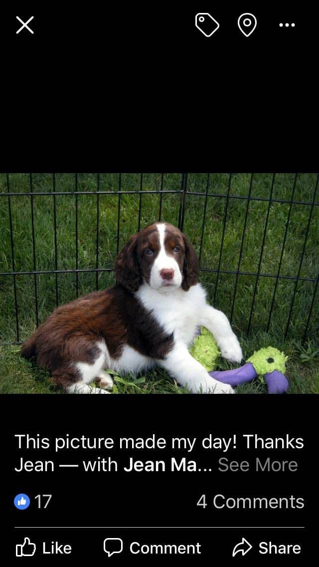 English Springer Spaniel Puppies breeder image 8