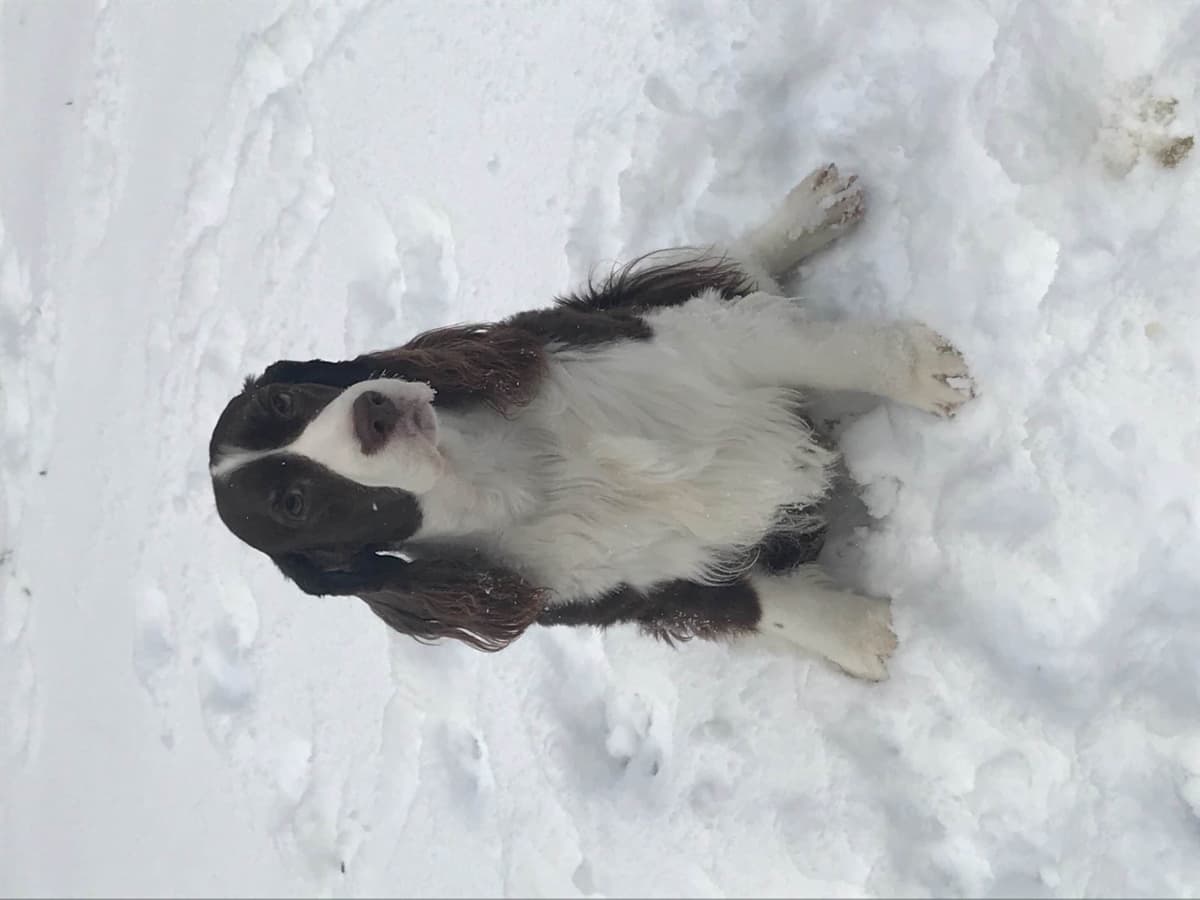 English Springer Spaniel Puppies breeder image 9