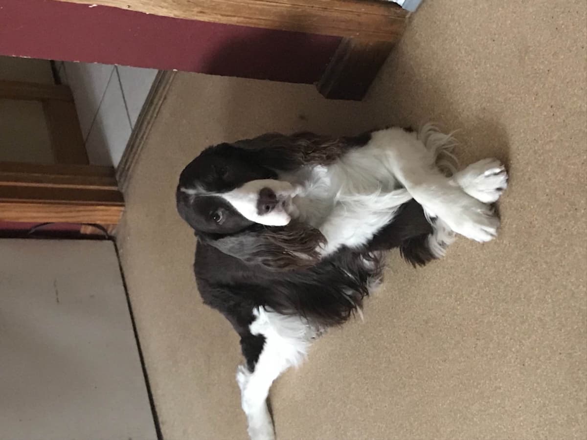 English Springer Spaniel Puppies breeder image 11