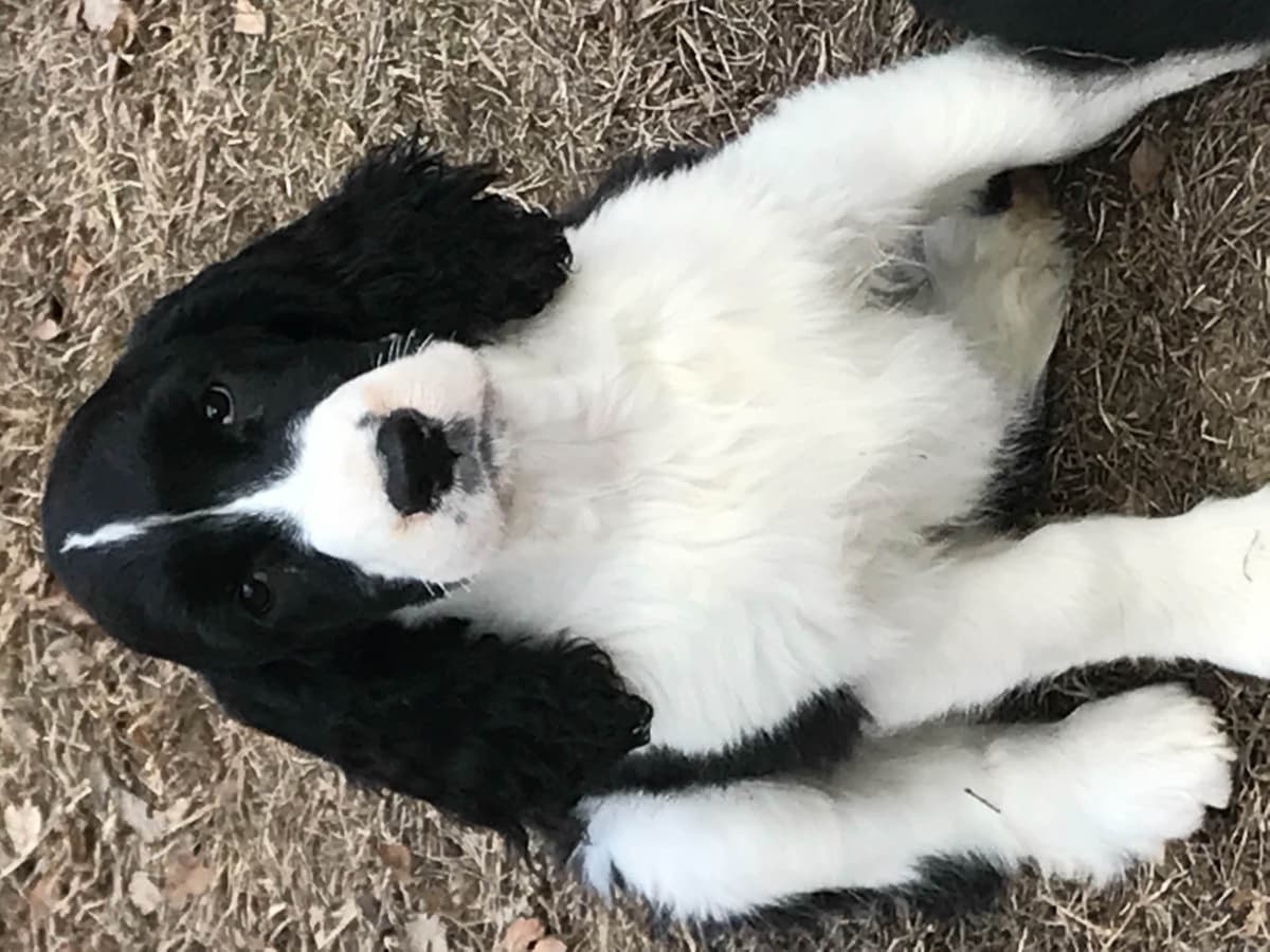 English Springer Spaniel Puppies breeder image 12