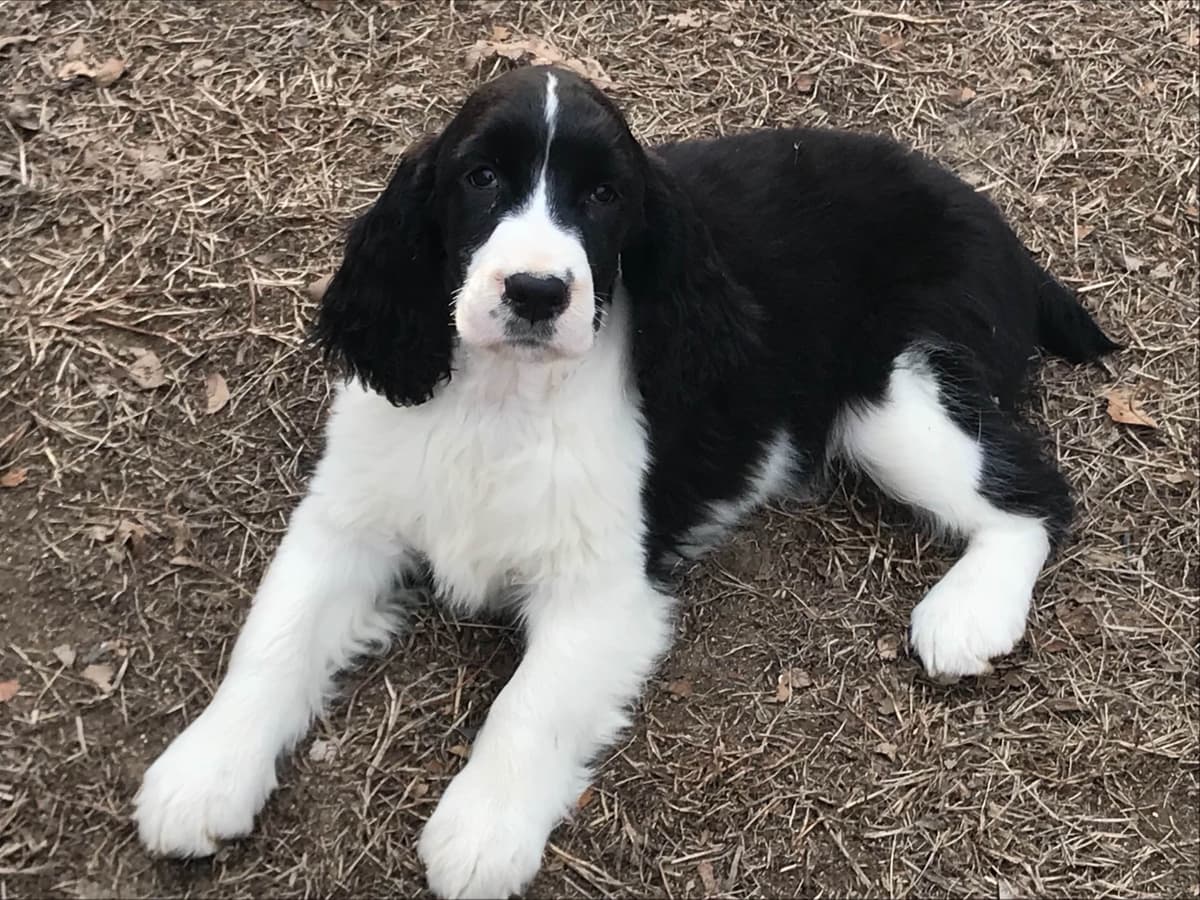 English Springer Spaniel Puppies breeder image 13