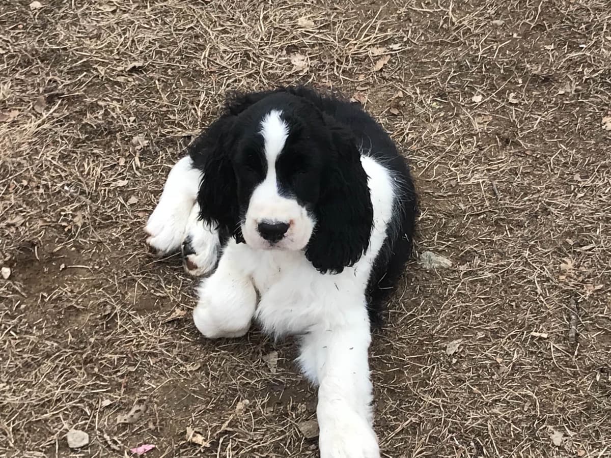 English Springer Spaniel Puppies breeder image 15