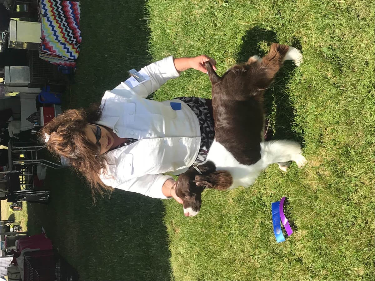 English Springer Spaniel Puppies breeder image 14