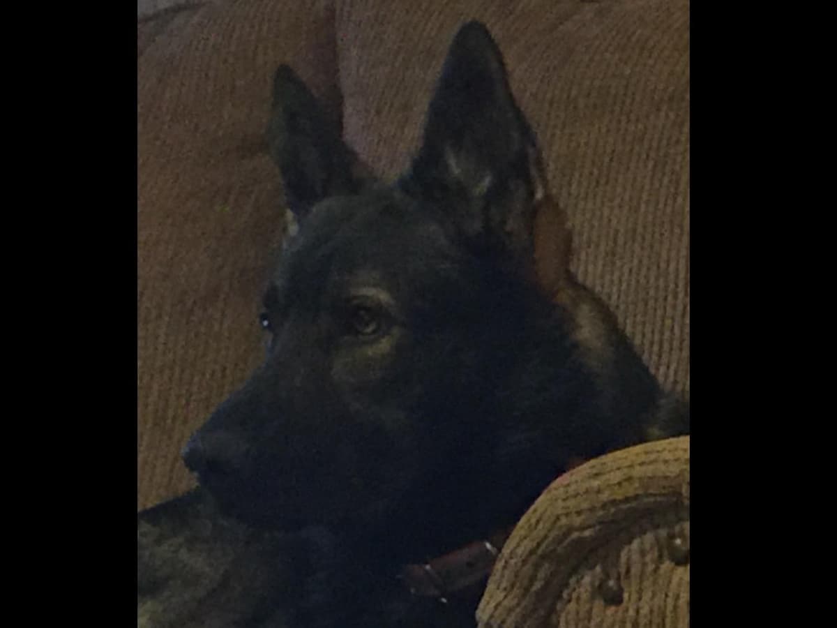 Weizen German Shepherds (Bred With H.E.A.R.T.) breeder image 41