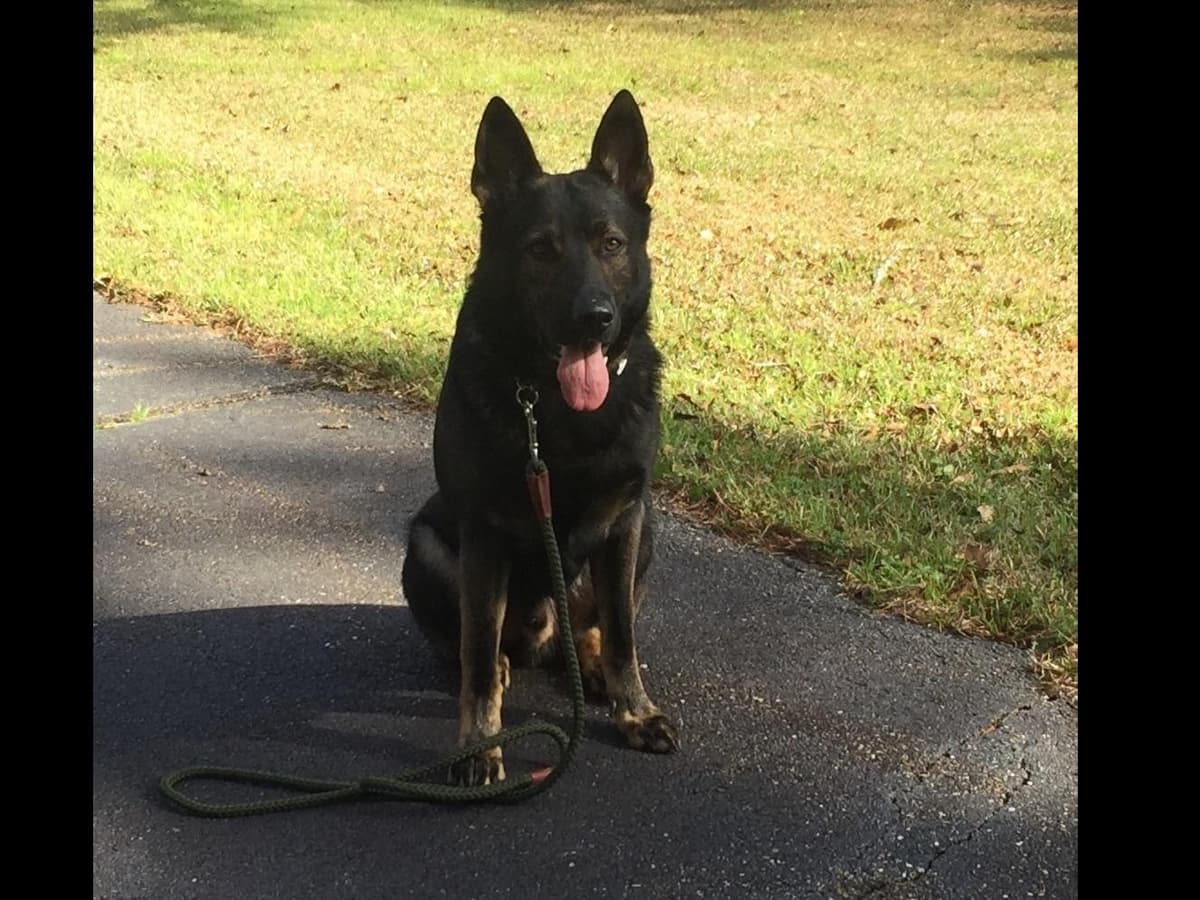 Weizen German Shepherds (Bred With H.E.A.R.T.) breeder image 43