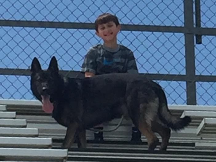 Weizen German Shepherds (Bred With H.E.A.R.T.) breeder image 34