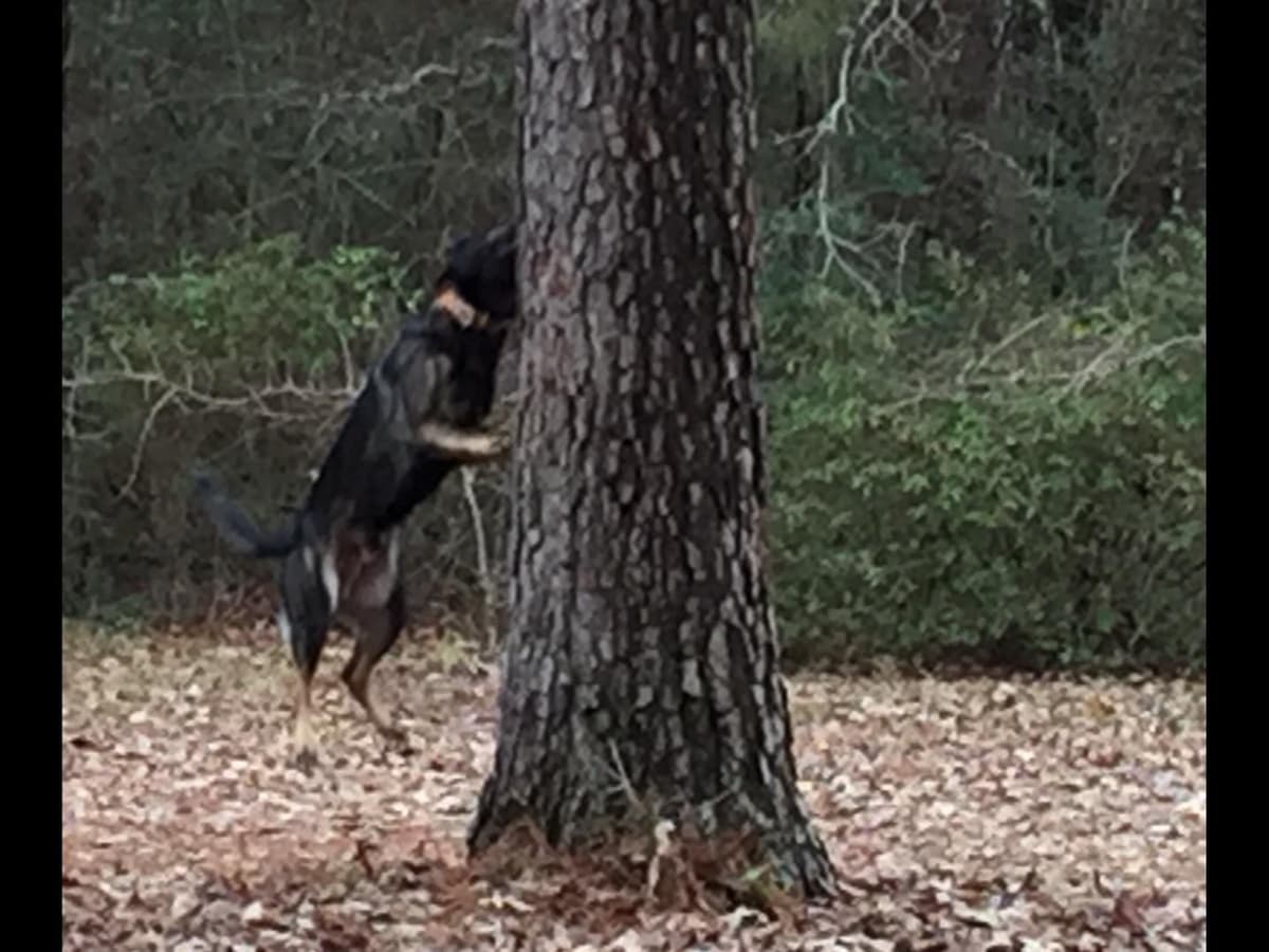 Weizen German Shepherds (Bred With H.E.A.R.T.) breeder image 48