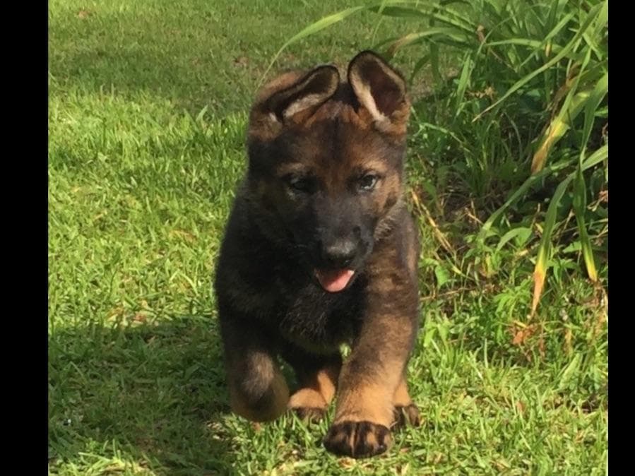 Weizen German Shepherds (Bred With H.E.A.R.T.) breeder image 53