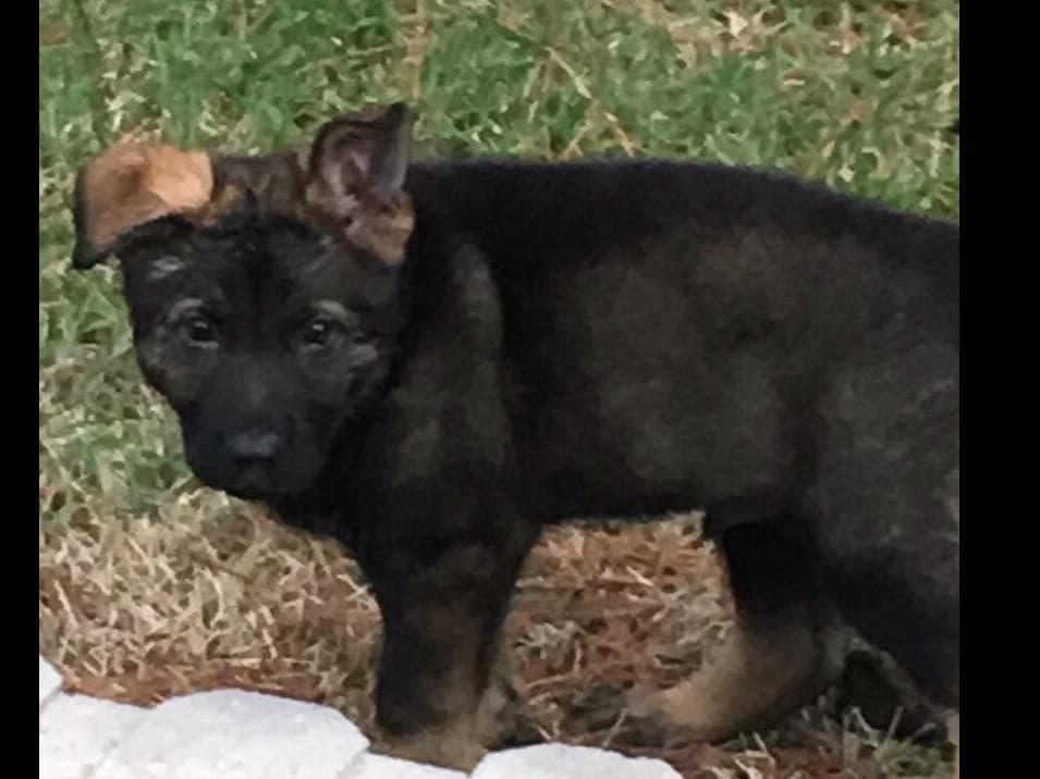 Weizen German Shepherds (Bred With H.E.A.R.T.) breeder image 58